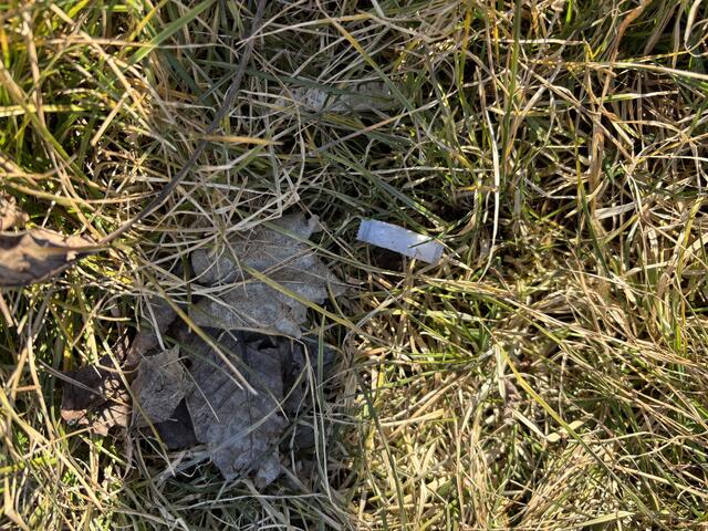 So ein Snus-Päckchen dürfte Joyce aufgenommen haben. | Foto: Alexandra Goll