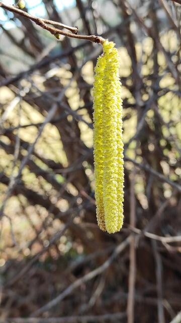 gefällt, aber Allergiker haben weniger Freude damit... | Foto: I.Wozonig