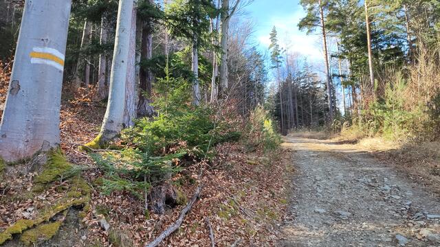 der Wiesensteig geht in einen Waldweg über... | Foto: I.Wozonig