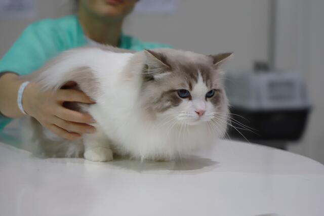Foto: Katzen von der Rassekatzenschau bei der Haustiermesse 2025