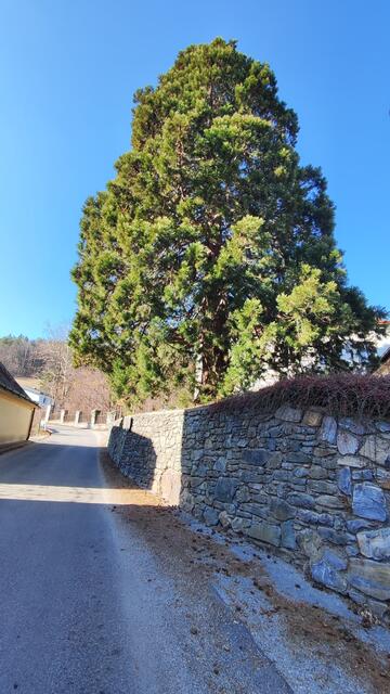 neben der Kirche der denkmalgeschützte Mammutbaum... | Foto: I.Wozonig