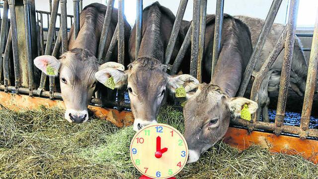Kühe sollten in kleinen Schritten an die Zeitumstellung gewöhnt werden.  | Foto: hh