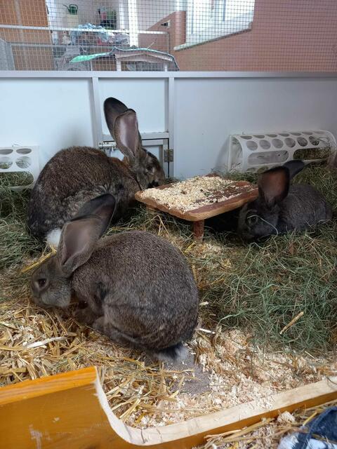 Foto: Tierschutzverein Tirol