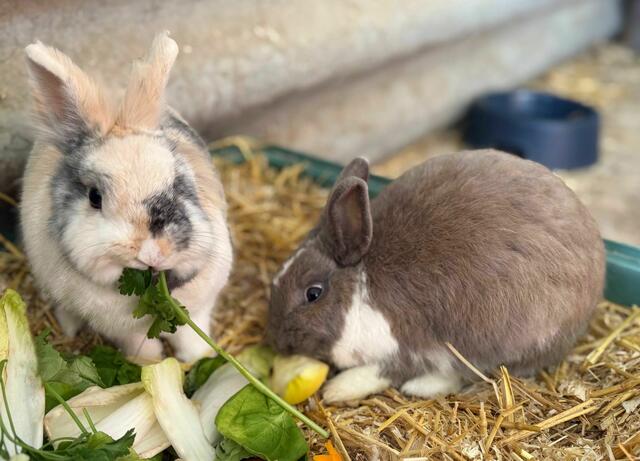 Viele Kaninchen warten bei uns auf ein artgerechtes zu Hause.
Kontakt: 0676/4178874. | Foto: Pfotenhilfe Tulln