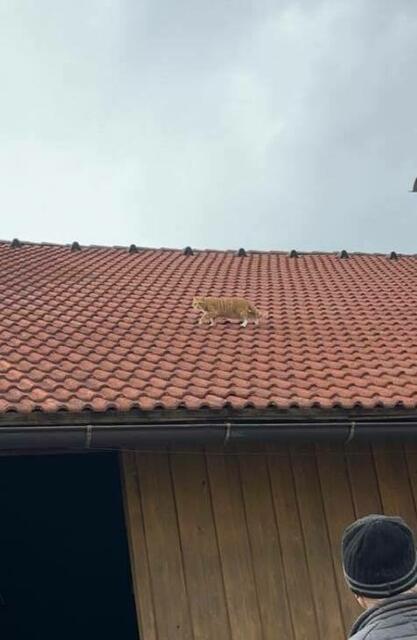 Nach der Rettung konnte „Gusti“ an seine besorgten Besitzer übergeben werden. | Foto: Freiwillige Feuerwehr Adnet