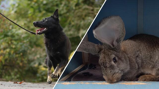 Die junge Schäferhündin Taia sowie die Kaninchen-Familie "Bambi" suchen nach einem neuen Zuhause. | Foto: Tierschutzverein Tirol