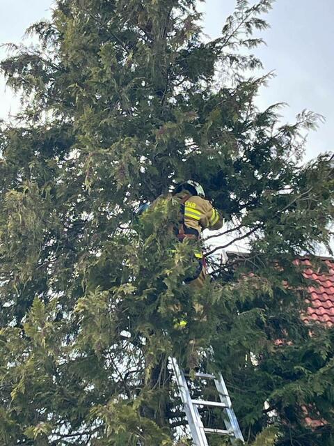 Tierrettung Sonntagnachmittag in der Gemeinde Adnet. | Foto: Freiwillige Feuerwehr Adnet