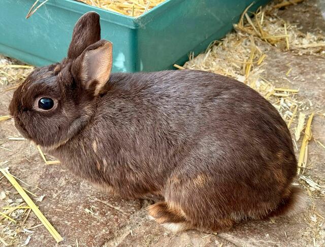 Viele Kaninchen warten bei uns auf ein artgerechtes zu Hause.
Kontakt: 0676/4178874. | Foto: Pfotenhilfe Tulln