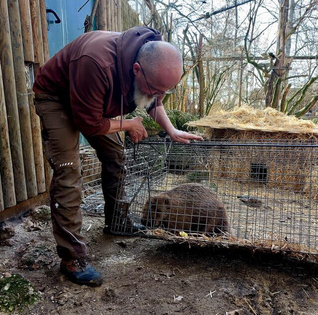 Weil sie in Salzburg zu viel Radau machte, wird eine Biberfamilie nun nach Portugal umgesiedelt – sie legen derzeit einen Zwischenstopp in Wels ein. | Foto: Rammerstrofer