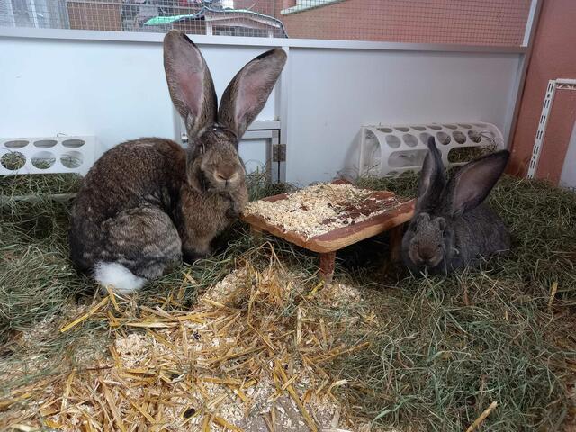 Die vier Kaninchen rund um Big Mama suchen gemeinsam ein artgerechtes Zuhause | Foto: Tierschutzverein Tirol