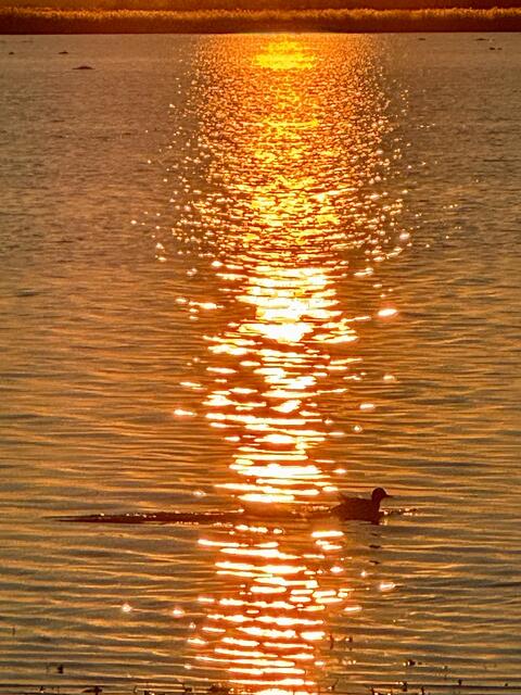 Ich wiege mich im Gold ...