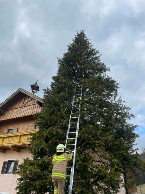 Eine Hauskatze war entlaufen und auf einen Baum geklettert, von dem sie nicht mehr alleine herunterkam. | Foto: Freiwillige Feuerwehr Adnet