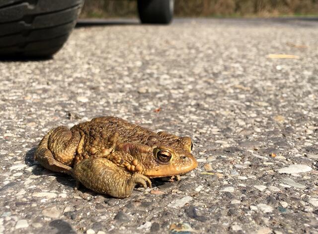 Die Straße ist ein gefährliches Pflaster für Kröten und ähnliche Tiere. Aber sie müssen sie oft überqueren, um zu ihren Laichgewässern zu gelangen. Es wird empfohlen, langsam zu fahren.  | Foto: H. Kurz