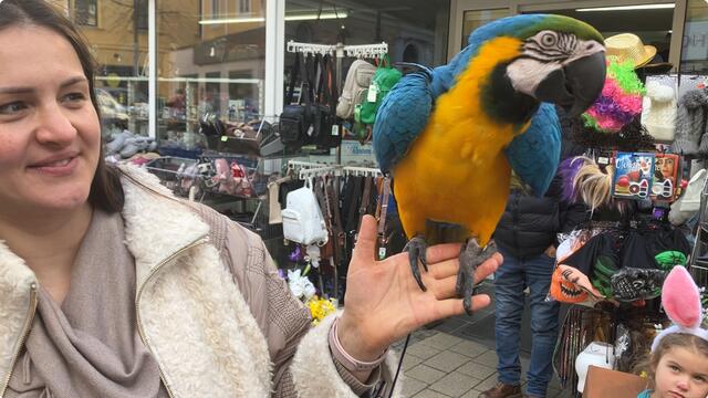 Zu Recht werden Aras auch "bunte Vögel" genannt. | Foto: Stockmann