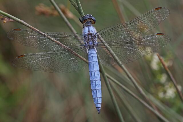 Das Bild zeigt ein ausgereiftes Männchen. Die frisch geschlüpften Blaupfeil-Männchen sehen anfangs gleich aus wie die Weibchen und sind bräunlich. Sie verfärben sich ins Blaue erst in der Reifezeit, die etwas abseits vom Brutgewässer erfolgt und einige Tage dauert. | Foto: Herbert Kerschbaumsteiner
