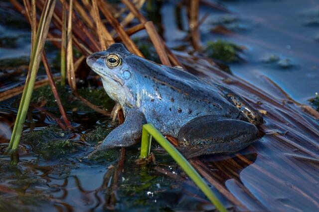 Um den Lebensraum des seltenen Moorfrosches zu erhalten, sollte man unbedingt torffreie Erden verwenden. | Foto: Adobe Stock