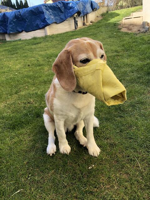 Spaßhalber trug auch Samy einen Mund-Nasen-Schutz. | Foto: Alexandra Goll