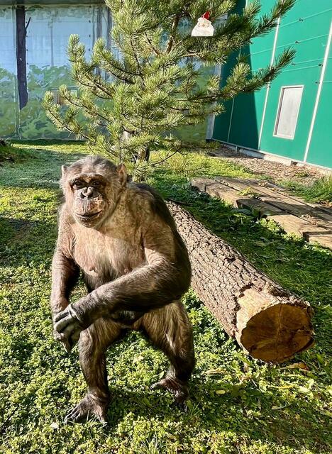 Besonders die Geschichte über eine ehemalige Labor-Schimpansin berührte die Schülerinnen und Schüler. | Foto: Gut Aiderbichl