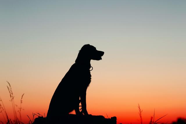 Die Tierhilfe Steiermark war wieder in Graz-Umgebung im Einsatz. Bei beiden Einsätzen waren Hunde beteiligt. | Foto: Rafaëlla Waasdorp/Unsplash