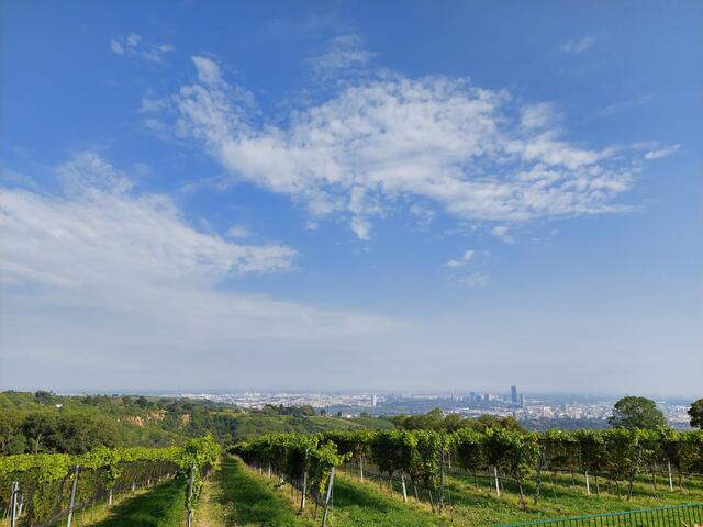 Beim Spazieren durch die Weinberge wird man mit einem Blick auf die Stadt belohnt. | Foto: Antonio Šećerović/MeinBezirk