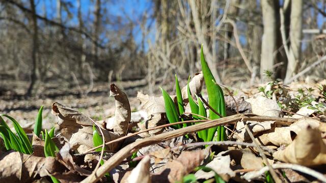 Sonntag, 2. März 2025, in der Klosterneuburger Au: Der Bärlauch ist erwacht.  | Foto: MeinBezirk/Seebacher
