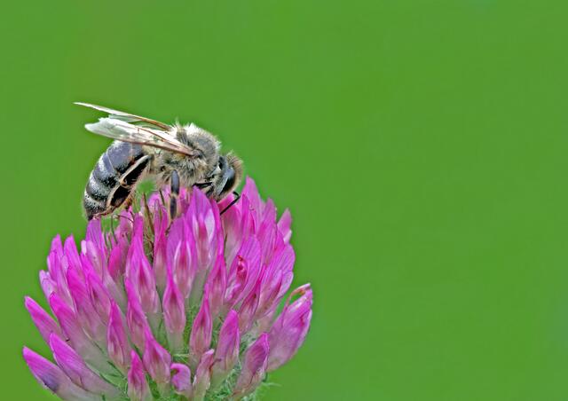 Bienen sorgen für den Erhalt der regionalen Artenvielfalt. | Foto: Panthermedia.net/Kiefer