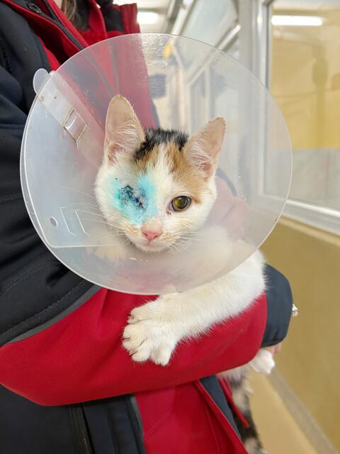 Schlägt sich trotz neurologischem Leiden tapfer: Katzendame "Tekla". Ein Auge konnte aber leider nicht mehr gerettet werden. | Foto: Tierschutz Austria