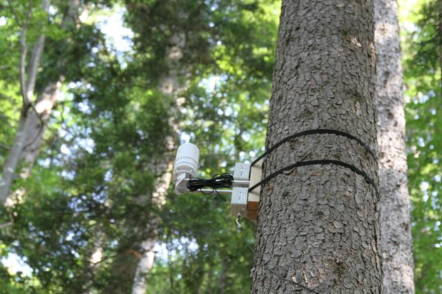 Messstellen messen die Bodenfeuchte und liefern Wetterdaten aus dem Wald | Foto: Land Salzburg/Melanie Hutter