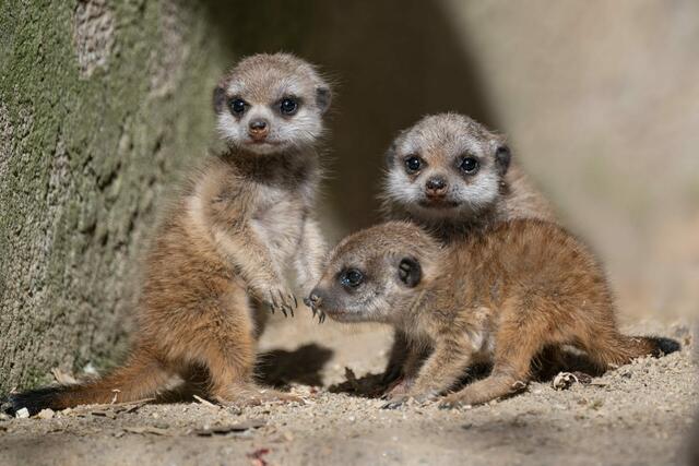 Sobald die Temperaturen warm genug sind, steckt der Erdmännchen-Nachwuchs seine Nase nach draußen. | Foto: Zoo Schmiding / Sterns