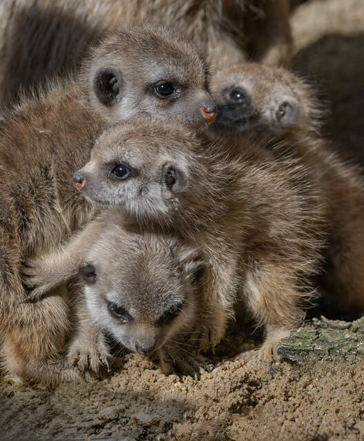 Foto: Zoo Schmiding / Sterns