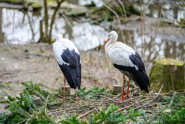 Im Welser Tiergarten sind die Babys los: Im ältesten Zoo Oberösterreichs gibt es auch heuer wieder tierischen Nachwuchs zu sehen. | Foto: Stadt Wels