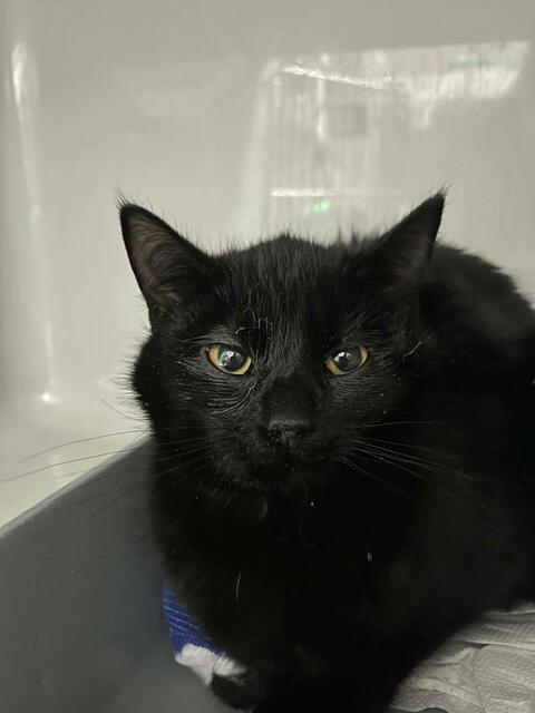 Schwarzer Kater sucht sein Herrchen oder Frauchen - er wurde in Edt bei Lambach gefunden und ist derzeit in der Tierklinik Sattledt untergebracht. | Foto: Tierklinik Sattledt