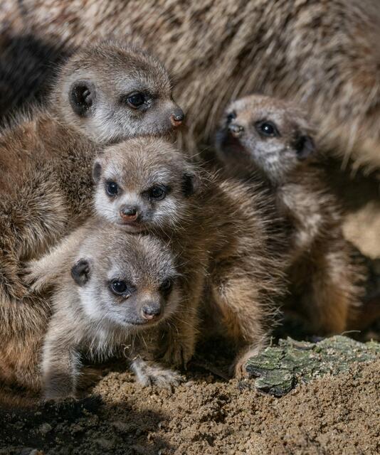 Der süße Erdmännchen-Nachwuchs im Zoo Schmiding in Krenglbach beginnt mit den ersten Sonnenstrahlen seine Umgebung zu erkunden. | Foto: Zoo Schmiding / Sterns