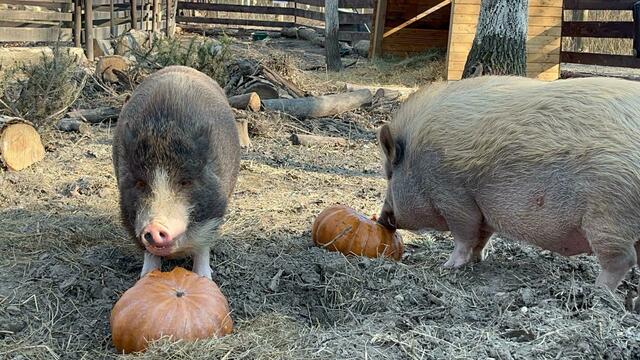 Sigi und Eberhart ließen sich die Kürbisse zum Tag des Schweins schmecken. | Foto: Österreichischer Tierschutzverein (ÖTV)