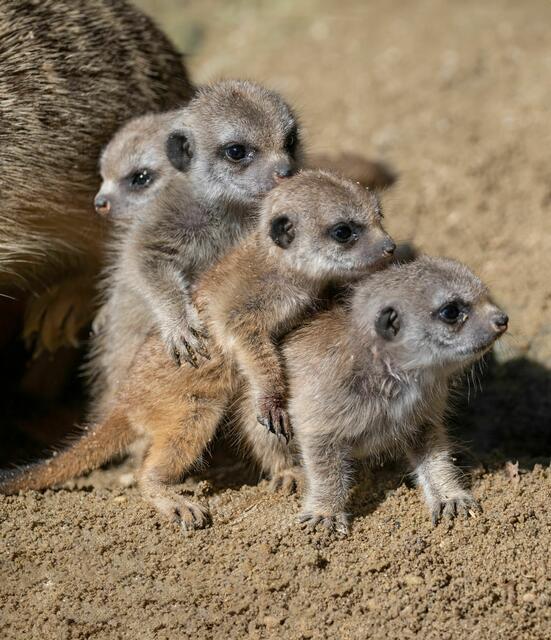 Der süße Erdmännchen-Nachwuchs im Zoo Schmiding in Krenglbach beginnt mit den ersten Sonnenstrahlen seine Umgebung zu erkunden. | Foto: Zoo Schmiding / Sterns