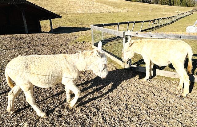 Die zwei Barockesel fühlen sich am Hof wohl. | Foto: Kogler