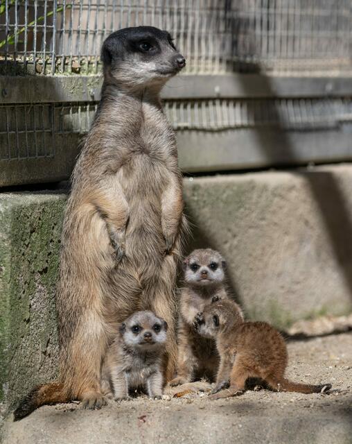 Während die Jungtiere ausgelassen spielen, bleibt immer ein erwachsenes Erdmännchen als Wächter auf einem erhöhten Posten sitzen. | Foto: Zoo Schmiding / Sterns