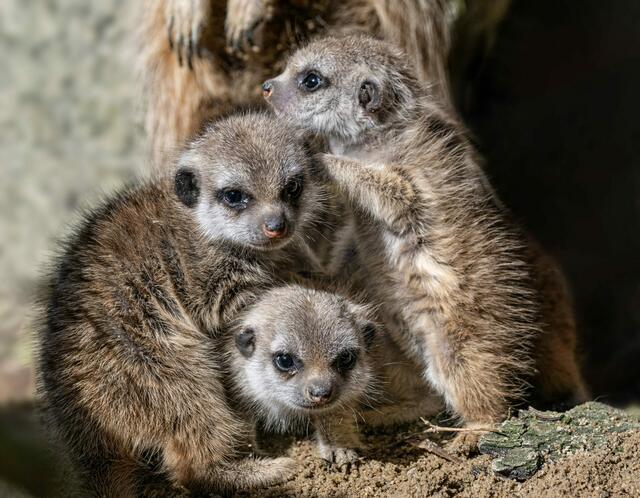 Foto: Zoo Schmiding / Sterns