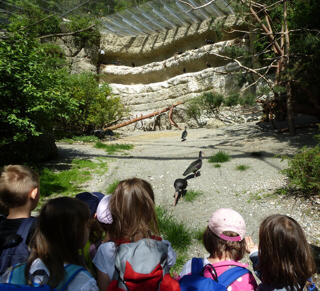 Neben den Luchsen können die Besucherinnen und Besucher auch andere spannende Tiere der Alpen finden. | Foto: Alpenzoo