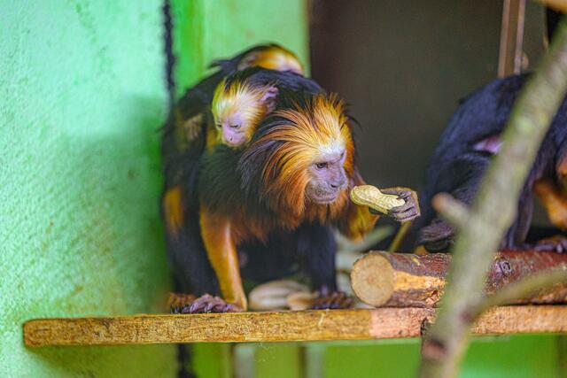 Im Welser Tiergarten sind die Babys los: Im ältesten Zoo Oberösterreichs gibt es auch heuer wieder tierischen Nachwuchs zu sehen. | Foto: Stadt Wels