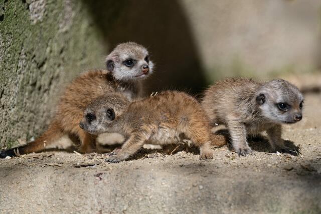 Der süße Erdmännchen-Nachwuchs im Zoo Schmiding in Krenglbach beginnt mit den ersten Sonnenstrahlen seine Umgebung zu erkunden. | Foto: Zoo Schmiding / Sterns