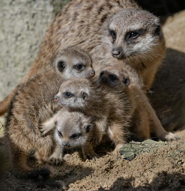 Der süße Erdmännchen-Nachwuchs im Zoo Schmiding in Krenglbach beginnt mit den ersten Sonnenstrahlen seine Umgebung zu erkunden. | Foto: Zoo Schmiding / Sterns