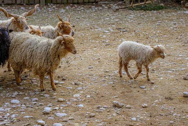 Im Welser Tiergarten sind die Babys los: Im ältesten Zoo Oberösterreichs gibt es auch heuer wieder tierischen Nachwuchs zu sehen. | Foto: Stadt Wels