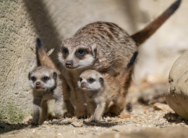 Der süße Erdmännchen-Nachwuchs im Zoo Schmiding in Krenglbach beginnt mit den ersten Sonnenstrahlen seine Umgebung zu erkunden. | Foto: Zoo Schmiding / Sterns