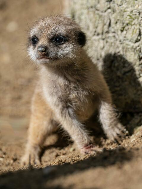 Foto: Zoo Schmiding / Sterns