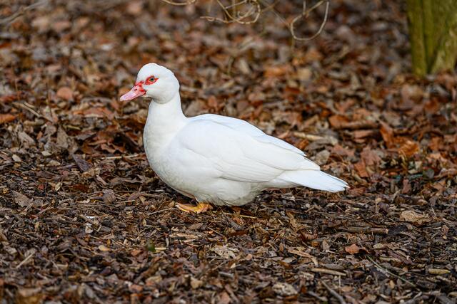 Im Welser Tiergarten sind die Babys los: Im ältesten Zoo Oberösterreichs gibt es auch heuer wieder tierischen Nachwuchs zu sehen. | Foto: Stadt Wels