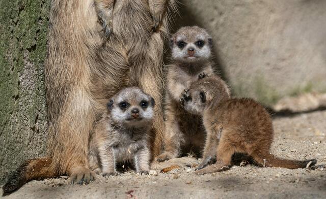 Der süße Erdmännchen-Nachwuchs im Zoo Schmiding in Krenglbach beginnt mit den ersten Sonnenstrahlen seine Umgebung zu erkunden. | Foto: Zoo Schmiding / Sterns