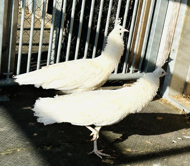 Zwei junge weiße Pfaue am Hundsbichlhof. | Foto: Kogler