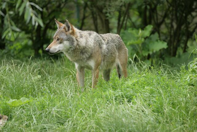 Der Wolf, der sich im Bezirk Rohrbach herumtreibt, wurde zum Abschuss freigegeben. | Foto: PantherMedia/Peaty