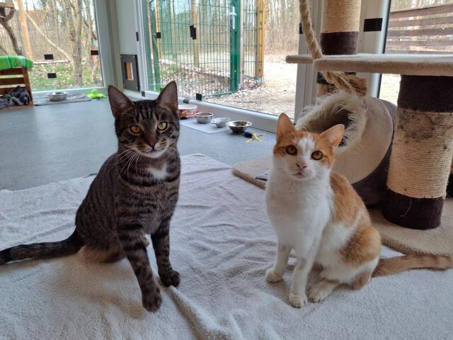 Timo und Bubi bewerben sich um einen Traumplatz. | Foto: Österreichischer Tierschutzverein (ÖTV)